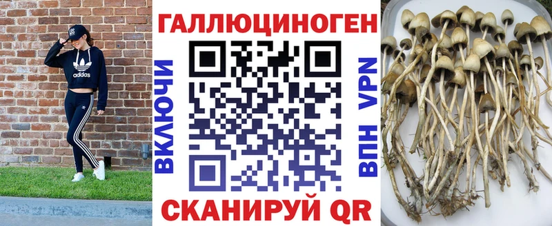 Псилоцибиновые грибы Psilocybe  Новоаннинский 